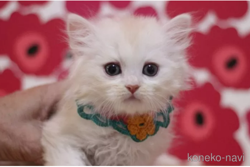 成約済の東京都のミヌエット-101308の1枚目